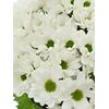 Хризантема Tr Chic White L70, Модель: 0, зображення 3 | Доставка квітів Шарм24