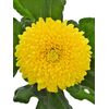 Хризантема Tr Limoncello L70, Модель: 0, зображення 2 | Доставка квітів Шарм24
