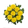 Хризантема Tr Limoncello L70, Модель: 0, зображення 4 | Доставка квітів Шарм24