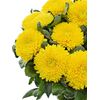 Хризантема Tr Limoncello L70, Модель: 0, зображення 5 | Доставка квітів Шарм24