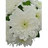 Хризантема Tr Pina Colada White L70, Модель: 0, зображення 2 | Доставка квітів Шарм24
