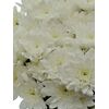 Хризантема Tr Pina Colada White L70, Модель: 0, зображення 5 | Доставка квітів Шарм24