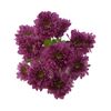 Хризантема Бакарди фиолетовая, Модель: 0, фото 2 | Доставка цветов Шарм24