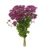 Хризантема Бакарди фиолетовая, Модель: 0, фото 3 | Доставка цветов Шарм24