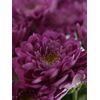 Хризантема Бакарди фиолетовая, Модель: 0, фото 5 | Доставка цветов Шарм24