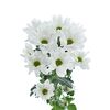 Хризантема Tr Ilonka White L70, Модель: 0 | Доставка квітів Шарм24