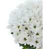 Хризантема Tr Ilonka White L70, Модель: 0, зображення 4 | Доставка квітів Шарм24