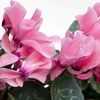 Цикламен Cyclamen Allure Mix d12 L20, Модель: 0, фото 2 | Доставка цветов Шарм24 Цикламен Cyclamen Allure Mix d12 L20, Модель: 0, фото 2 | Доставка цветов Шарм24