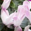 Цикламен Cyclamen Allure Mix d12 L20, Модель: 0, фото 3 | Доставка цветов Шарм24 Цикламен Cyclamen Allure Mix d12 L20, Модель: 0, фото 3 | Доставка цветов Шарм24