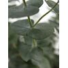 Эвкалипт ветка Baby Blue L70, Модель: 0, фото 5 | Доставка цветов Шарм24