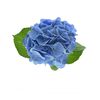 Гортензія M Bodensee Bl L60, Модель: 0, зображення 2 | Доставка квітів Шарм24