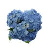 Гортензія M Bodensee Bl L60, Модель: 0, зображення 4 | Доставка квітів Шарм24