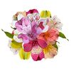 Альстромерія мікс, Модель: 0 | Доставка квітів Шарм24