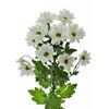 Хризантема Tr Kennedy Whire 70см, Модель: 0 | Доставка квітів Шарм24