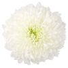 Хризантема G Magnum L70 біла, Модель: 0 | Доставка цветов Шарм24