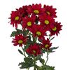 Хризантема Tr Barolo L70, Модель: 0 | Доставка цветов Шарм24