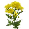 Хризантема Tr Baltica Yellow, Модель: 0 | Доставка квітів Шарм24