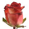 Роза Gr Blush L60, Модель: 0 | Доставка цветов Шарм24