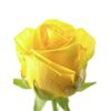 Троянда Пенні Лейн L4, Модель: 0 | Доставка квітів Шарм24