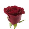 Роза Престиж L6, Модель: 0 | Доставка цветов Шарм24
