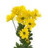 Хризантема Tr Celebrate Ex 70 см, Модель: 0 | Доставка квітів Шарм24