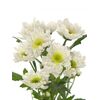 Хризантема Tr Radost White L70, Модель: 0 | Доставка цветов Шарм24