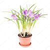 Крокус в горщику Mix L30, Модель: 0 | Доставка квітів Шарм24 Крокус в горщику Mix L30, Модель: 0 | Доставка квітів Шарм24