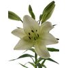 Лилия Zambesi Budget 95см, Модель: 0 | Доставка цветов Шарм24