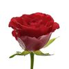 Роза Kl Red Calypso L50, Модель: 0 | Доставка цветов Шарм24