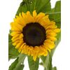 Подсолнухи, Модель: 0 | Доставка цветов Шарм24