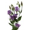 Еустома G Lavender L75, Модель: 0 | Доставка квітів Шарм24
