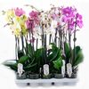 Орхидея phalaenopsis 2st Mix 10+ d12 L55, Модель: 0 | Доставка цветов Шарм24