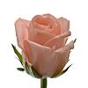 Троянда Анна Карина L6, Модель: 0 | Доставка квітів Шарм24