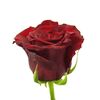 Троянда Гран Прі L8, Модель: 0 | Доставка квітів Шарм24