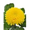 Хризантема Tr Limoncello L70, Модель: 0 | Доставка квітів Шарм24