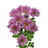 Хризантема Tr Memphis Pink L70***, Модель: 0 | Доставка цветов Шарм24