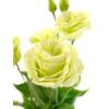 Еустома G Rosita Green 75см, Модель: 0 | Доставка квітів Шарм24