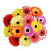 Гербера Mix Holsten 45 см, Модель: 0 | Доставка квітів Шарм24