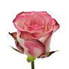 Троянда Джумілія L8, Модель: 0 | Доставка квітів Шарм24