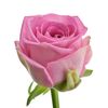 Троянда Аква L8, Модель: 0 | Доставка квітів Шарм24