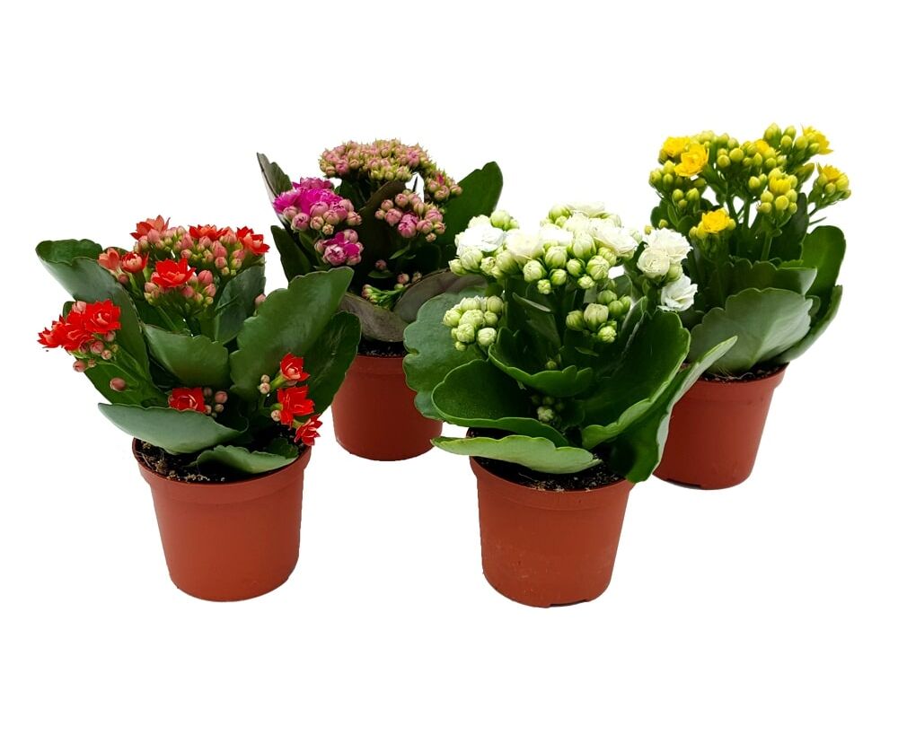 каланхоэ каландива. цветок каланхоэ каландива. каланхоэ домашний микс. растения «каланхоэ каландива. каланхоэ каландива микс.