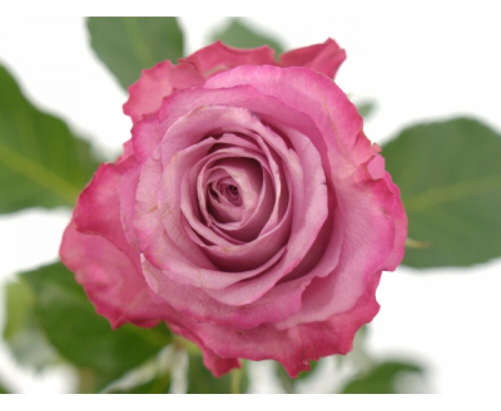 Розы дип ватер фото и описание