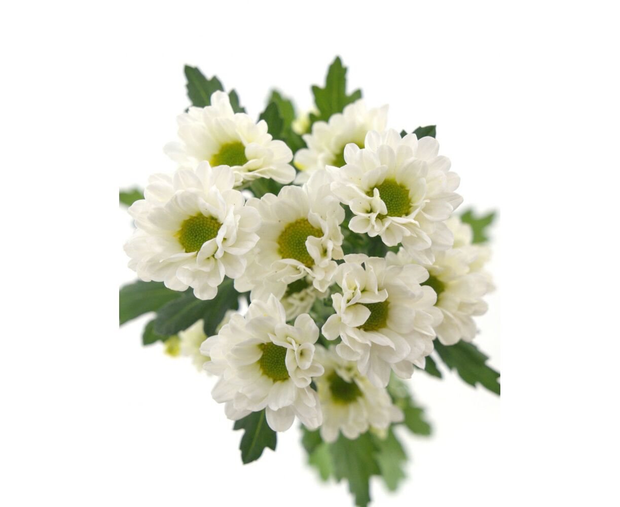 Сантини Цветы Белые