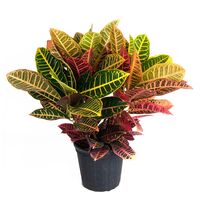 Кротон 01, Модель: 0 | Доставка квітів Шарм24