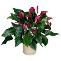 Антуріум An Cherry Champion 7 + d14 L50, Модель: 0 | Доставка квітів Шарм24