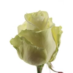 Троянда АВАЛАНЧ 60 см, Модель: 0 | Доставка квітів Шарм24