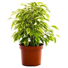 Фікус Be Kinky, Модель: 0 | Доставка квітів Шарм24