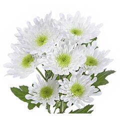 Хризантема Radost White, Модель: 0 | Доставка цветов Шарм24