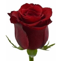 Троянда Еквадор 70 см Freedom червона, Модель: 0 | Доставка квітів Шарм24