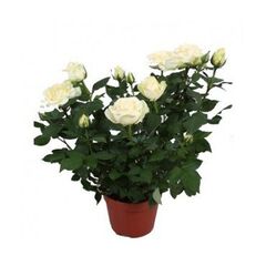 Роза Rosa Beau Monde Mix d10.5 L25, Модель: 0 | Доставка цветов Шарм24